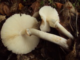 Lepiota rubrotinctoides image