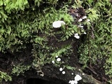 Hemimycena candida image
