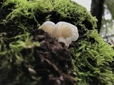 Hemimycena candida image