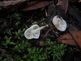 Hemimycena candida image