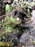 Tubaria conspersa image