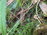 Tubaria conspersa image