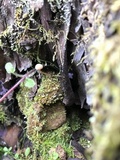 Tubaria conspersa image