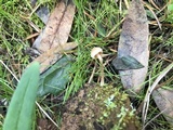 Tubaria conspersa image