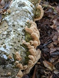 Cerrena unicolor image