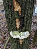 Trametes gibbosa image