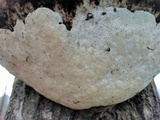 Trametes gibbosa image