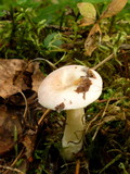 Russula betularum image