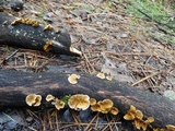 Stereum ochraceoflavum image