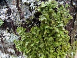 Melanohalea subelegantula image