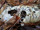 Lycogala epidendrum image