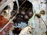 Lycogala epidendrum image