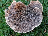 Daedaleopsis confragosa image