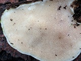 Trametes gibbosa image