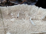 Cerrena unicolor image