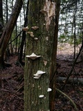 Trametes gibbosa image