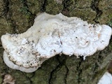 Trametes gibbosa image