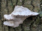 Trametes gibbosa image