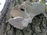 Trametes gibbosa image