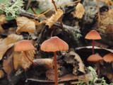 Mycena californiensis image
