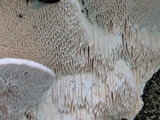 Trametes gibbosa image