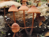 Mycena californiensis image