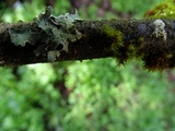 Parmelia hygrophila image