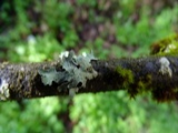Parmelia hygrophila image