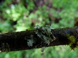 Parmelia hygrophila image