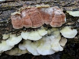 Gloeoporus dichrous image