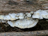 Gloeoporus dichrous image