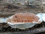 Gloeoporus dichrous image