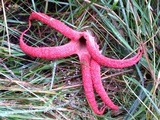 Clathrus archeri image