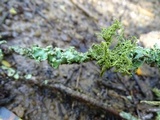 Usnea glabrata image