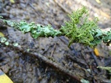 Usnea glabrata image