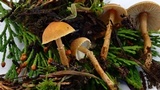 Cystoderma amianthinum image