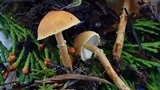 Cystoderma amianthinum image