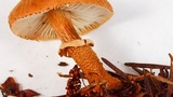Cystoderma fallax image