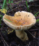 Russula mustelina image