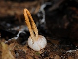 Pseudocolus fusiformis image