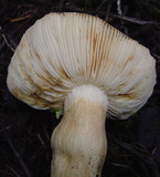 Russula mustelina image