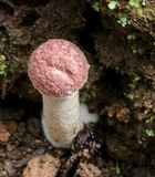 Boletellus emodensis image