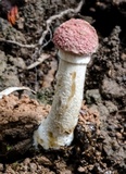 Boletellus emodensis image
