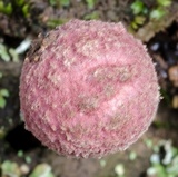 Boletellus emodensis image
