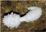 Leucocoprinus cretaceus image