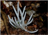 Clavulina subrugosa image