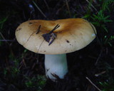 Russula mustelina image