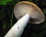 Russula mustelina image