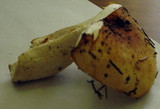 Russula mustelina image
