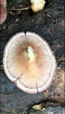 Panus neostrigosus image